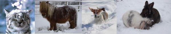 pet-snow-image-copy