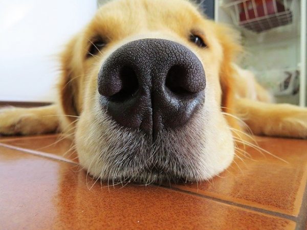 How does your dog smell?