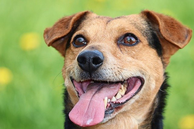Are mixed mutts healthier than pure breeds