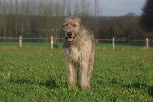 The Irish Wolfhound - Scamps & Champs