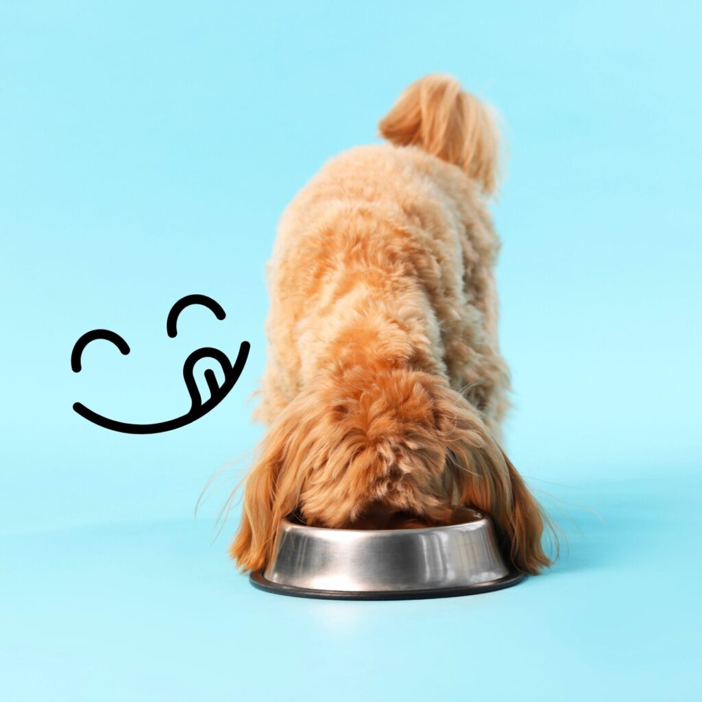 Dog enjoying a bowl of Pure Pet Food